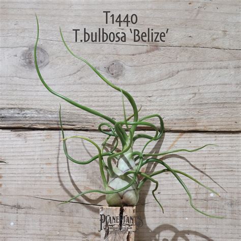 【送料無料】bulbosa 'Belize'〔エアプランツ〕現品発送T1440 | plane plants