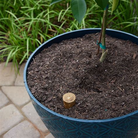 Sta-Green Large Plant Food Spike Citrus and Fruit 12-Count 4-8-4 Spikes ...