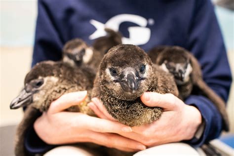 Image result for Java 8 Streams Code