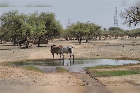सुप्रीम कोर्ट का बड़ा फैसला, ओरण भूमि की सुरक्षा और पहचान करने के लिए ...