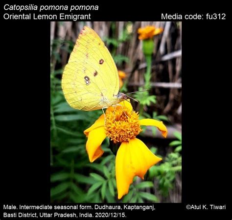 Catopsilia pomona | Butterfly