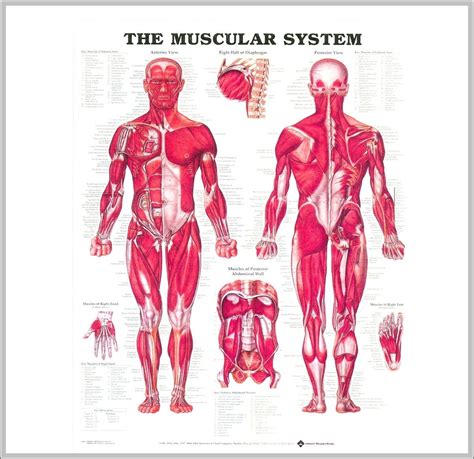 Image result for Muscular System Tutorials