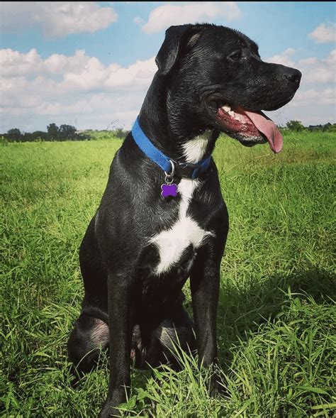 Boxer and Lab Mix 的图像结果