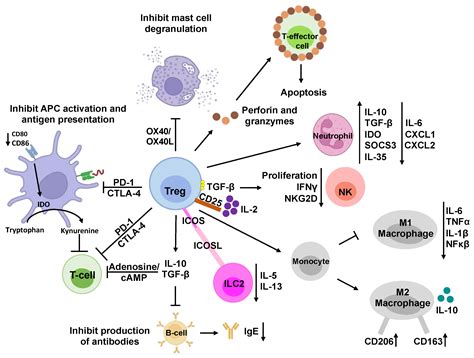 Liver-Targeting Nanoplatforms for the Induction of Immune Tolerance