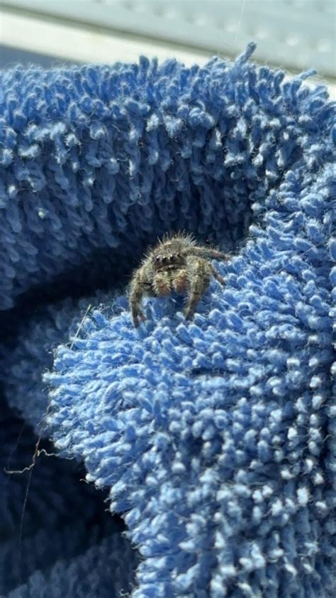 My heart melted when I saw him : r/spiderbro