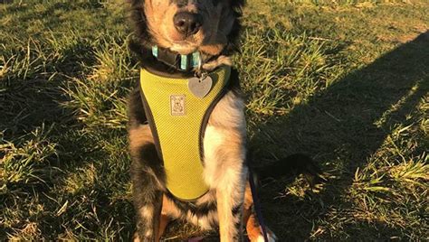 Dogs Getting into Pot 的图像结果