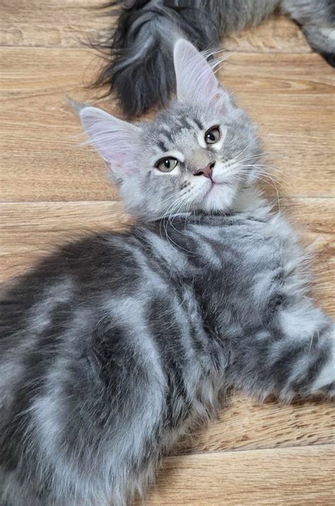 Grey And White Maine Coon Kittens