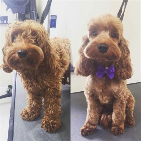Image result for Haircuts for Cockapoo Dogs