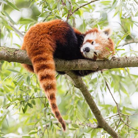 Image result for Red Panda vs Firefox