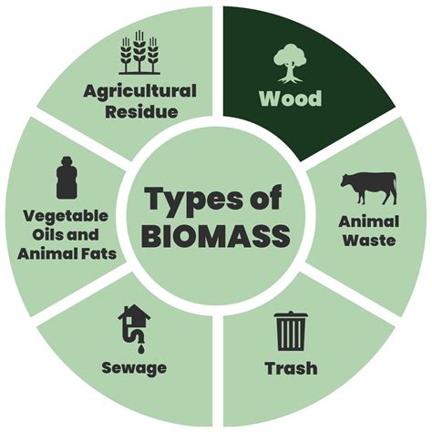 Understanding Biomass — Woodland Biomass Innovations - Sustainable ...