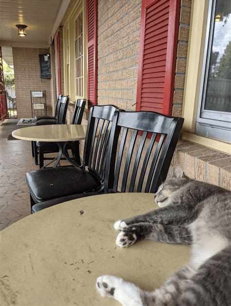 Come down to Mama Henrys Restaurant at the Backyard cafe! There's cats ...