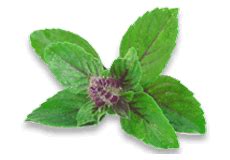 Himalaya Koflet-SF LINCTUS – Himalaya Wellness (India)