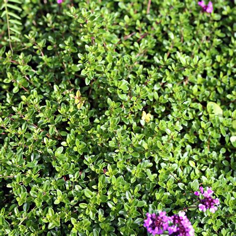 Creeping Thyme Seeds (Thymus serpyllum) – Vermont Wildflower Farm