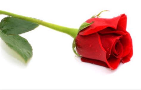 梦到红玫瑰是什么预兆 梦见红玫瑰花是什么意思 - 万年历