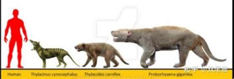 袋狼作为澳洲明星物种，是如何一步步走向全盛，又是如何消失的？_百科TA说
