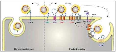 Hepatitis C Virus Life Cycle and Lipid Metabolism