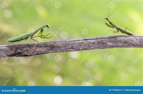 Praying Mantis - Female and Male Stock Image - Image of mantis ...