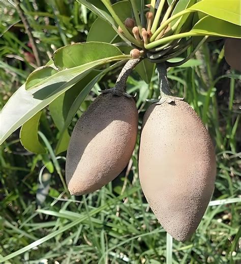 PlantaZee Live Fruit Plant Sapota Chiku (Sapodilla) Manilkara Zapota ...