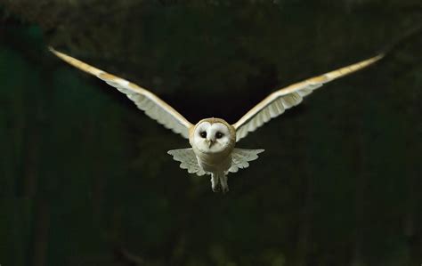 Owl in flight | Owl pictures, Owl photography, Owl