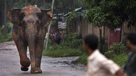 Assam - Mother-daughter duo killed in elephant attack in Assam's ...