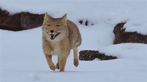 Tibetan fox seen frolicking in snow with a 'smile' in Qinghai - CGTN