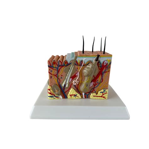 35X Enlarge Human Skin Model Block Plastic Anatomical Anatomy Teaching ...