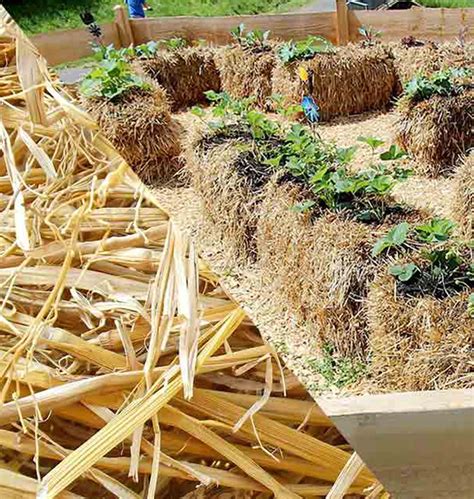 Straw Bale Gardening - Salisbury Greenhouse - Blog