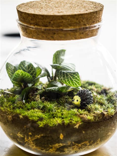 How to make a self-sustaining terrarium | Closed terrarium plants ...
