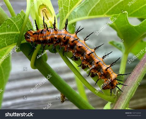 67 Caterpillar Spikes (gulf Fritillary Caterpillar) Royalty-Free Photos ...