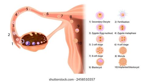 Image result for Fertility Process
