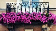 fiori per il balcone fiori da balcone come curarli al meglio fiori per il balcone fiori da balcone come curarli al meglio