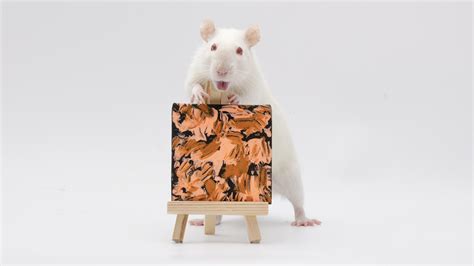 This weeks miniature paw paintings by my incredible pet rats! : r/Animals