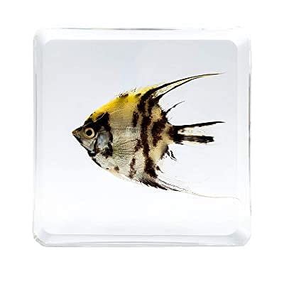Buy LOOYAR Sea Fish Resin Paperweight Desk Decoration Taxidermy Animals ...