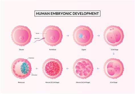 The First week of Pregnancy, Stages of human embryonic development from ovulation to ...