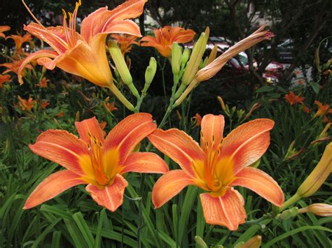 What Does The Lily Flower Look Like at Paul Abbott blog