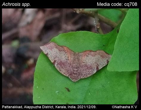 Achrosis spp. Guenée, 1857 - | Moths