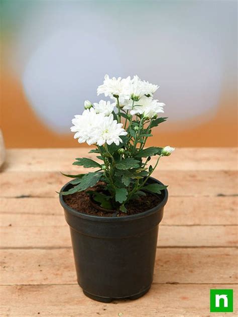 Buy Shevanti, Chrysanthemum (White) - Plant online from Nurserylive at ...
