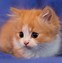 Image result for Cute Baby Kittens and Bunnies