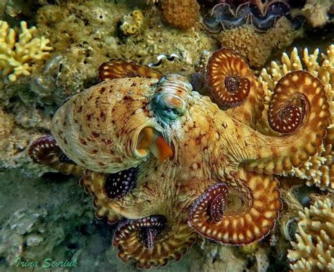 Image result for How Octopus Change Color