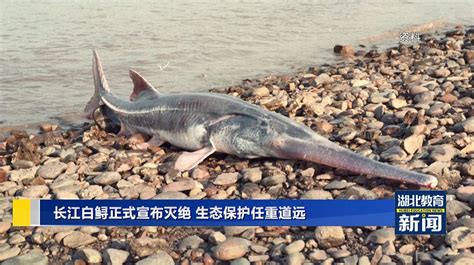 南都观察-不止白鲟，长江很多鱼都要灭绝了-南都公益基金会