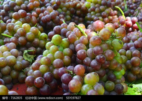 成熟的红葡萄高清图片下载_红动中国