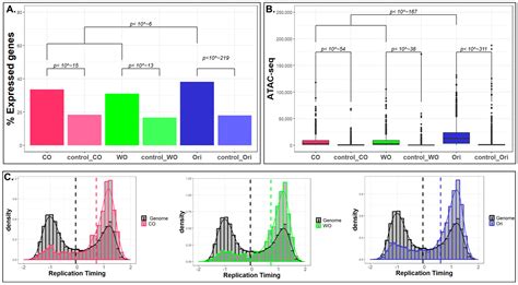 Characterization of Unidirectional Replication Forks in the Mouse Genome