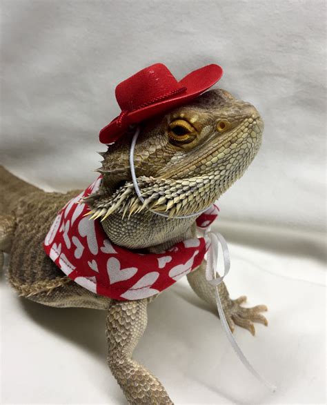 16 Best Bearded Dragon Clothes ideas | bearded dragon clothes, bearded ...