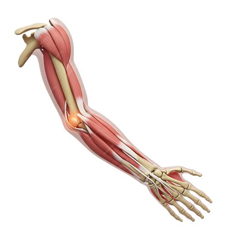 Human elbow anatomy | Premium Vector