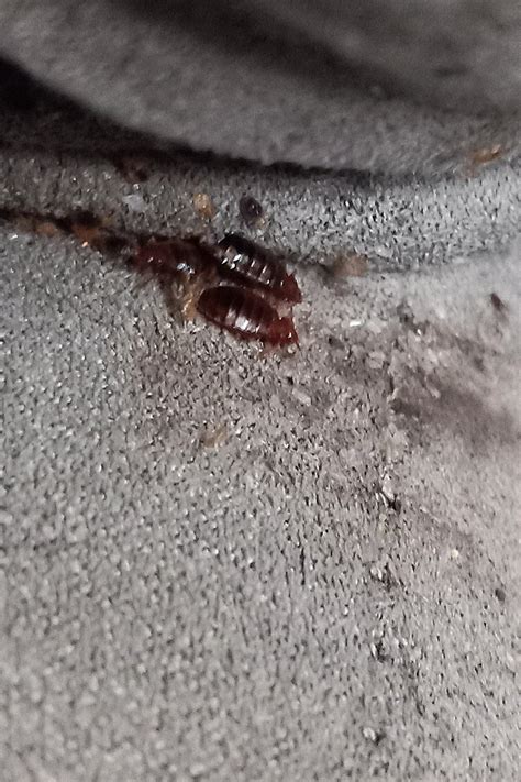 Contact Us — Primo Pest Solutions