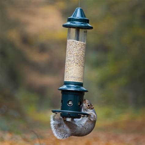 Brome Squirrel Buster Plus Squirrel-proof Bird Feeder w/Cardinal Ring ...