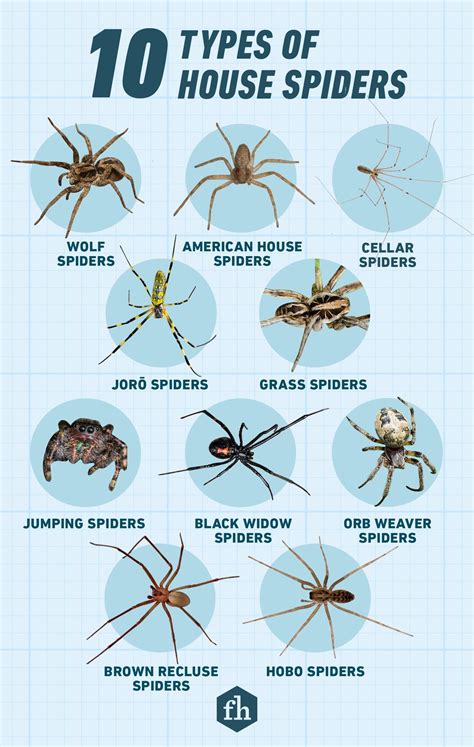 10 Types of House Spiders