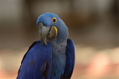 Macaw Hyacinth Wallpapers Parrot