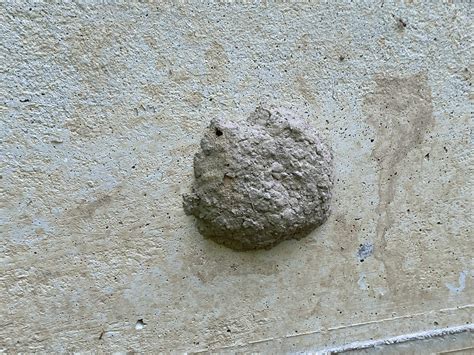 Termite Nest in House: Uncover Hidden Dangers and Solutions