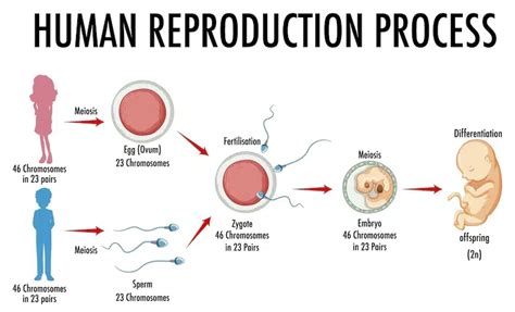 Image result for How Humans Reproduce